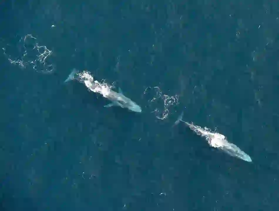 mizen-head-blue-whales