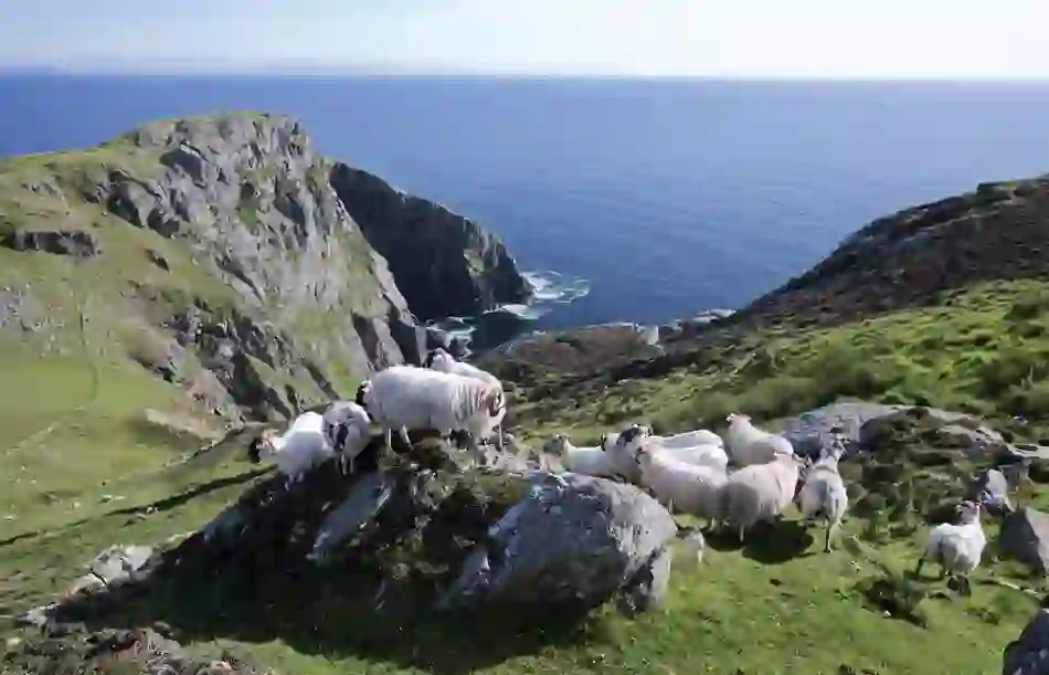 sheep-at-slieve-league-cliffs