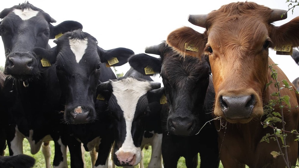 Inquisitive Cattle County Down