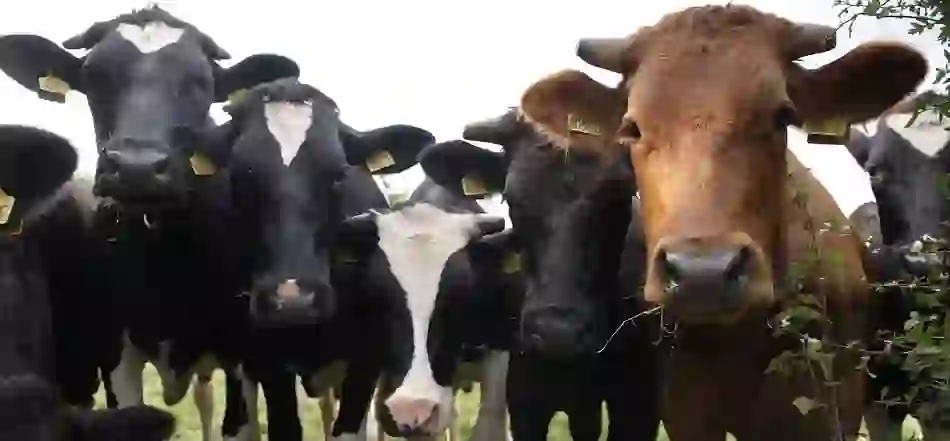 Inquisitive Cattle County Down
