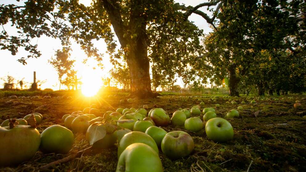 Mele verdi sparse sul terreno in un frutteto al tramonto nella contea di Armagh.