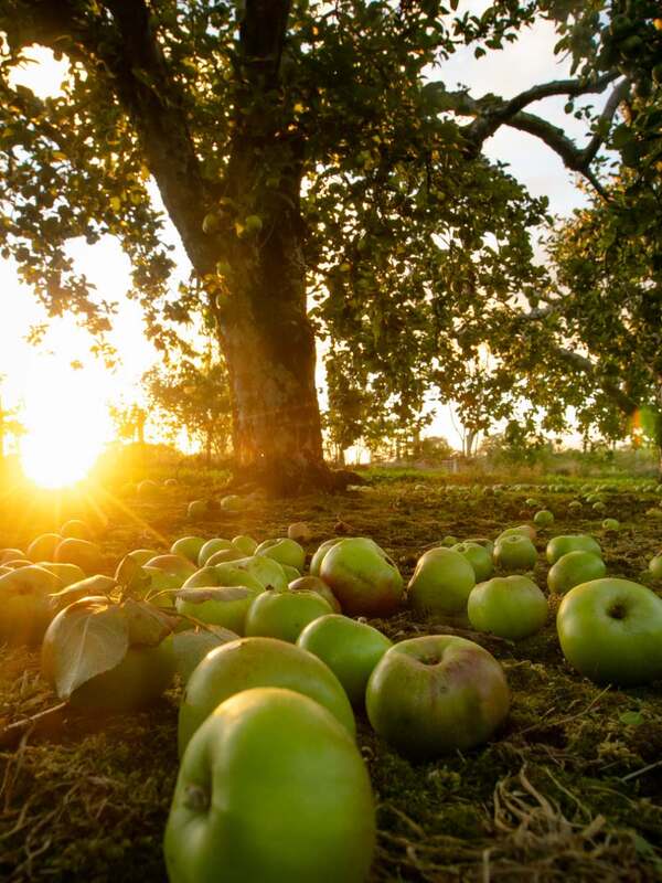 Groene appels verspreid over de grond in een boomgaard bij zonsondergang in county Armagh.