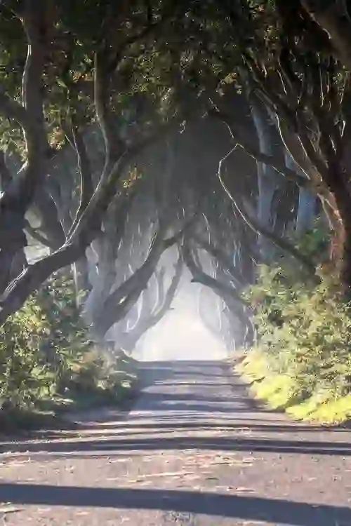 halloween-dark-hedges