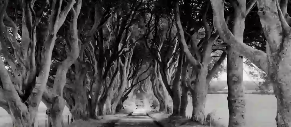 homepageesesdarkhedges1