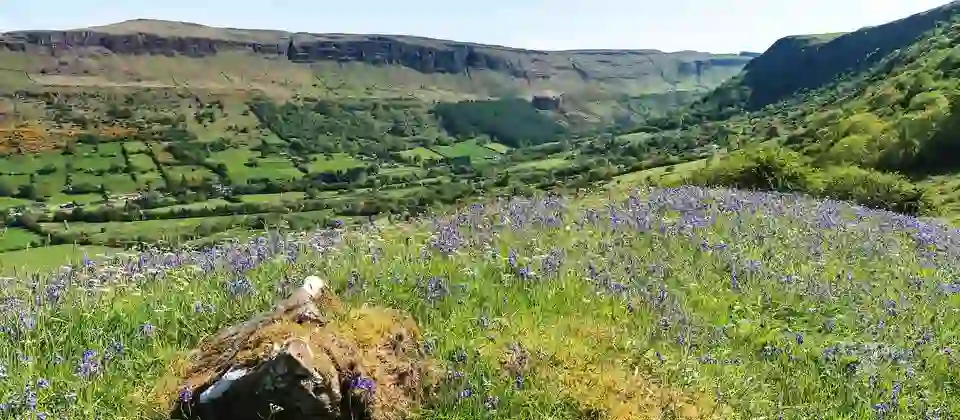 Bluebells in bloom overlooking the green valley and cliffs of Glenariff Forest Park, County Antrim.