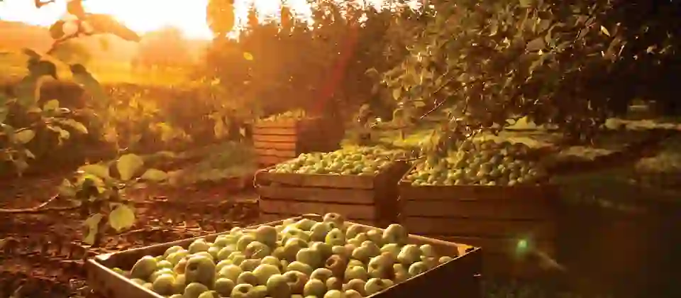 Harvested apples in wooden crates at a sunlit orchard in County Armagh, Northern Ireland.