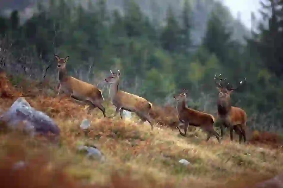 Killarney National Park, County Kerry