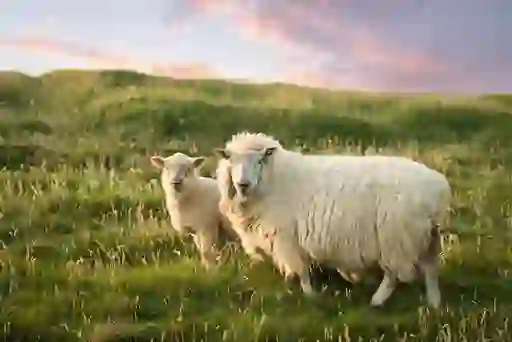 noise-of-nature-inset-kerry