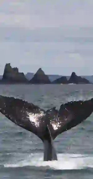 noises-of-nature-whale