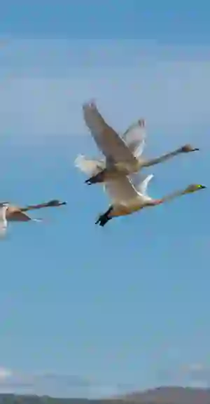 noises-of-nature-swans