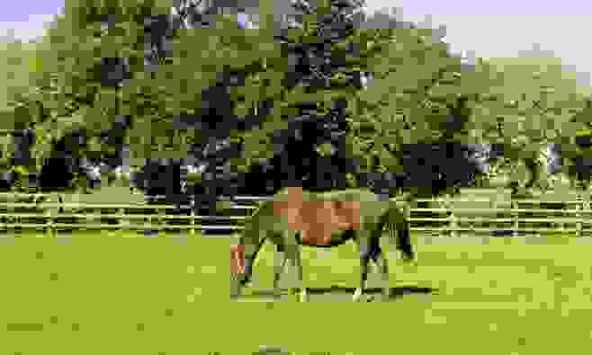 Irish National Stud, County Kildare