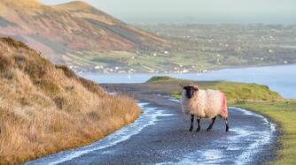 sheep-on-road-carlingford-county-louth