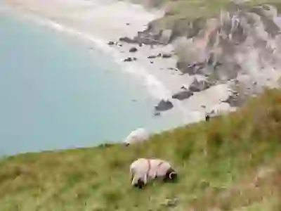 Bay Coast_Keem Bay Achill_Sheep and Beach_Web Size