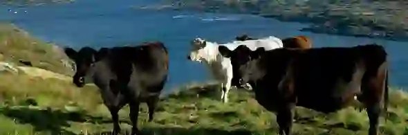 CowsatSkyRoadClifdenCountyMayo
