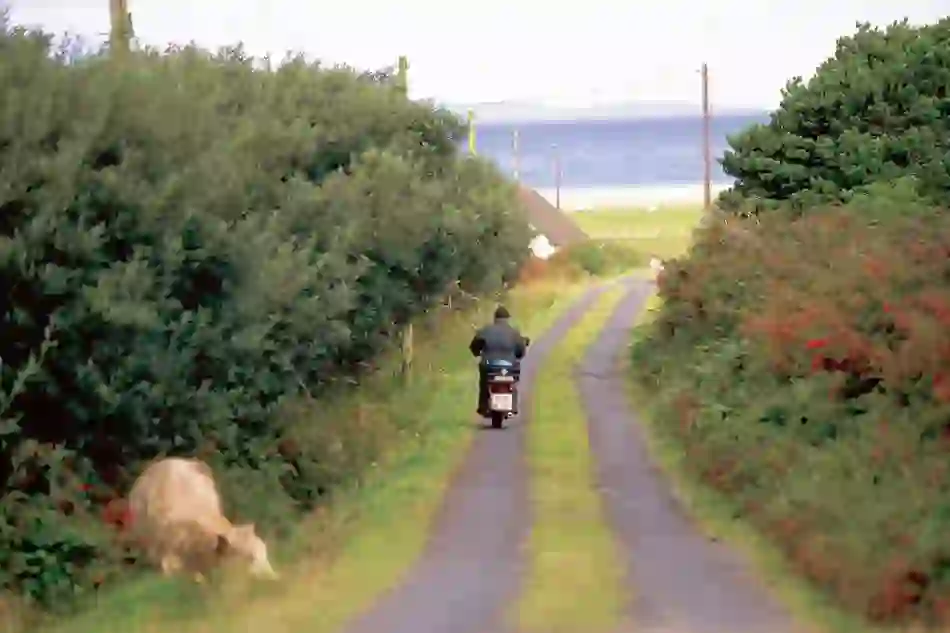 motorbike-and-cow-achill-island-mayo