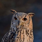 owl-doneraile-court-wildlife-park-county-cork