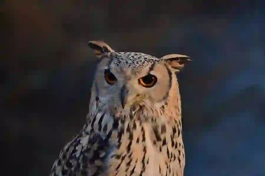 owl-doneraile-court-wildlife-park-county-cork
