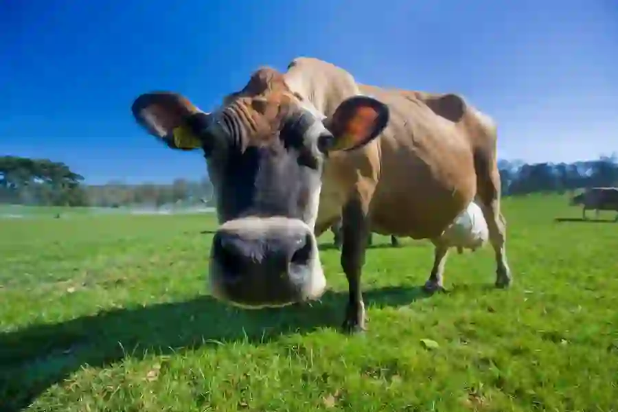 cow-clandeboye-estate-county-down