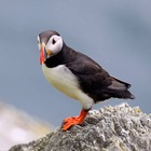 puffin-skellig-michael-county-kerry
