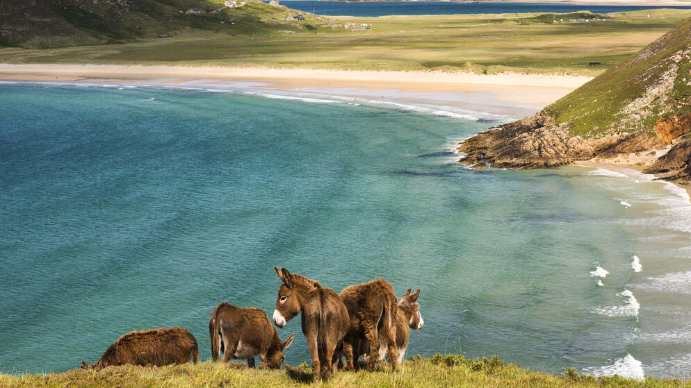 wild-ireland-quiz-bg