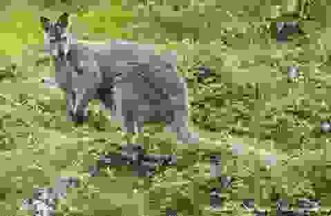wild-ireland-quiz-q5-wallaby