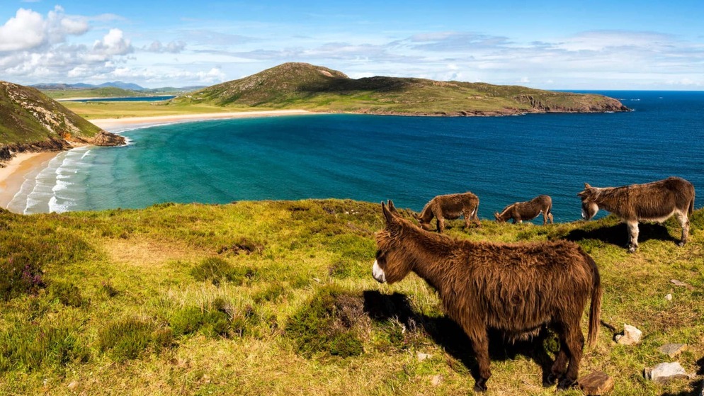 Group of donkeys grazing on grassy cliffs overlooking a turquoise bay and sandy beach in County Donegal.