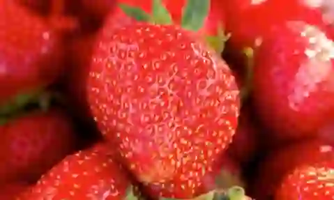 un gros plan sur des fraises irlandaises rouges mûres avec des graines et des feuilles vertes.