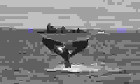 Q3-ireland-on-screen-free-willy