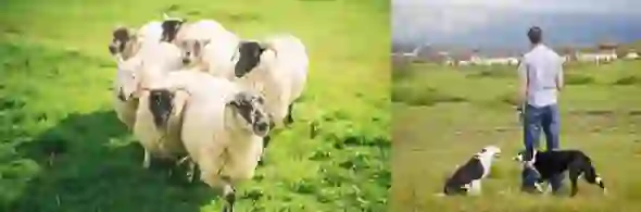 SheepdogtrialsCountySligo