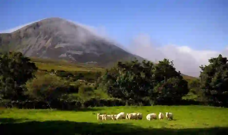 trio-sheep-croagh-patrick
