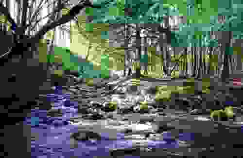Tollymore Forest Park, County Down