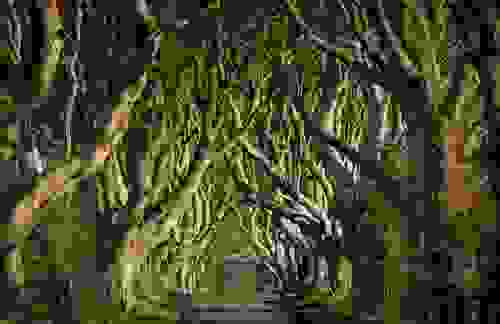 The Dark Hedges, County Antrim