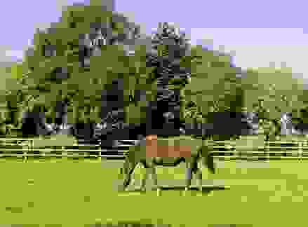 The National Stud