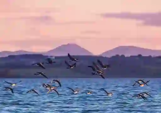 Strangford Lough, County Down