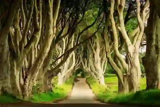 Dark Hedges, County Antrim