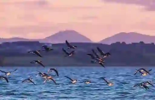 Strangford Lough, County Down 