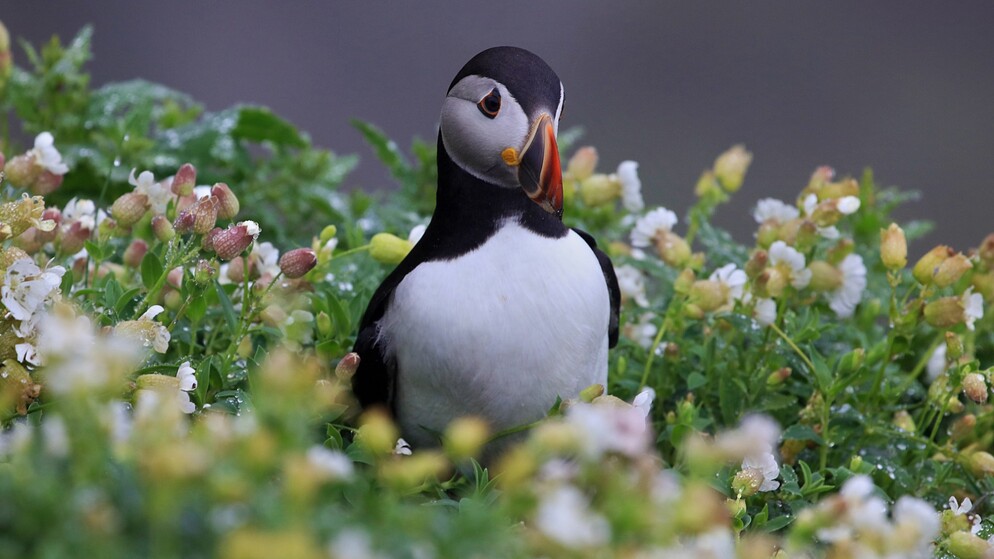 Close-up of an Atlantic puffin standing among wildflowers on a windswept coastal cliff during breeding season in Ireland.