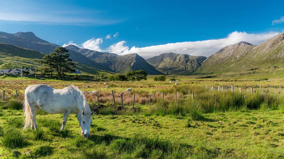 A white Connemara pony grazes in a green valley with rugged mountains in the background.