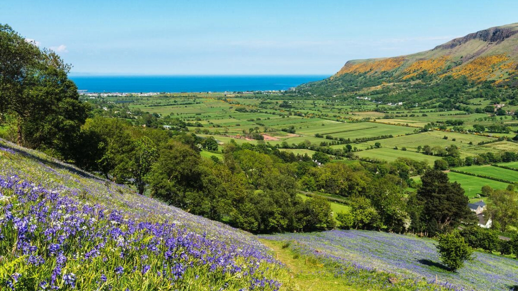 Una distesa di campanule ricopre il fianco di una collina che si affaccia su Glenariff Glen, nella contea di Antrim, tra un mosaico di colori dei campi e viste sul mare.