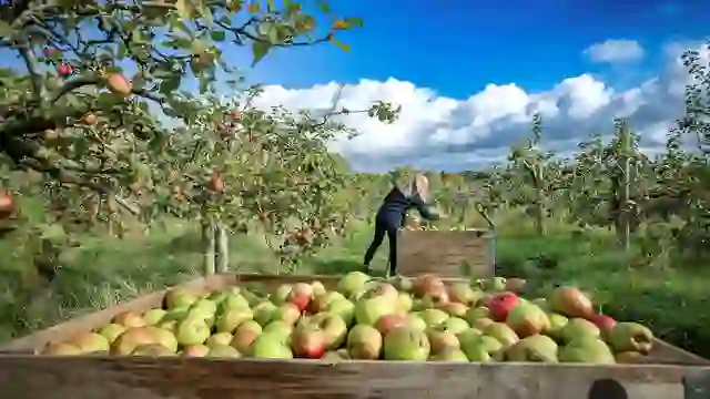 Harvesting Bramley apples in an orchard near Armagh city, with crates of freshly picked fruit beneath blue skies.