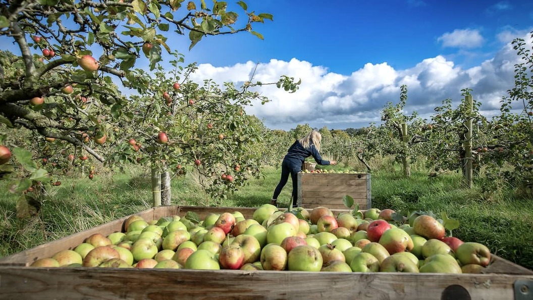 Harvesting Bramley apples in an orchard near Armagh city, with crates of freshly picked fruit beneath blue skies.