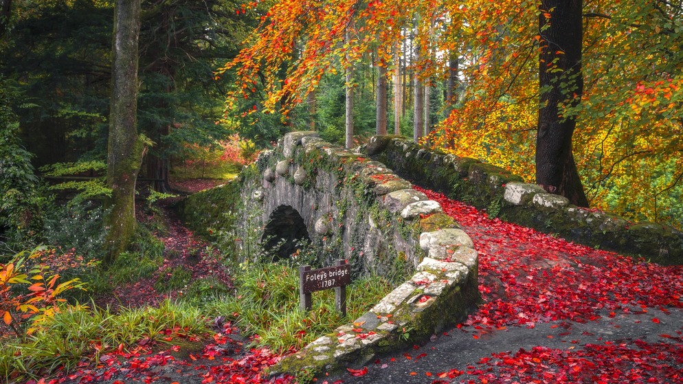Autumn leaves carpet Foley’s Bridge in Tollymore Forest Park, County Down.