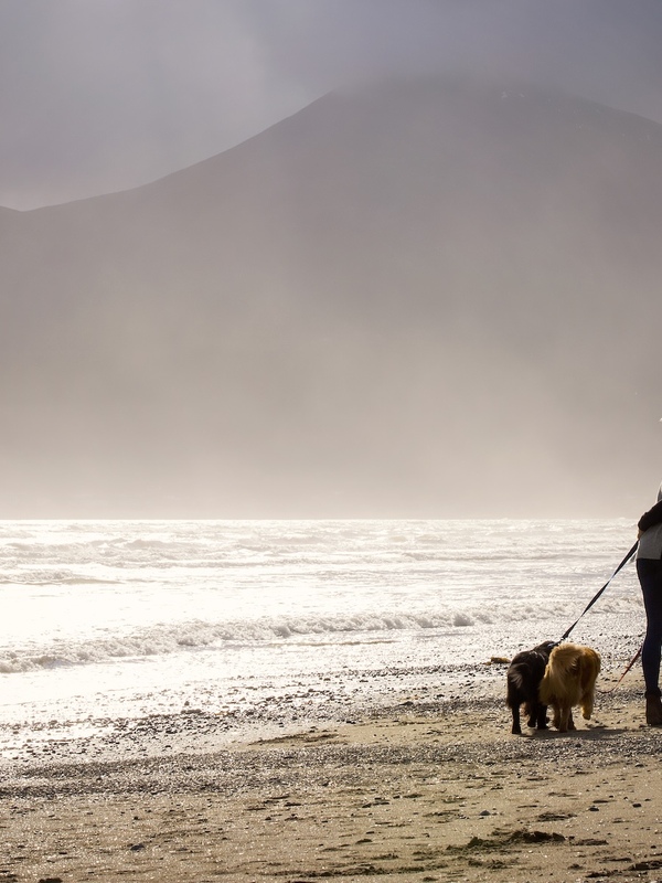 Couple walking dogs along Murlough Beach beneath the Mourne Mountains, County Down.