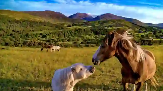 Des chevaux sauvages paissent dans la campagne verdoyante avec les montagnes de Mourne qui s'élèvent à l'horizon dans le comté d'Armagh.