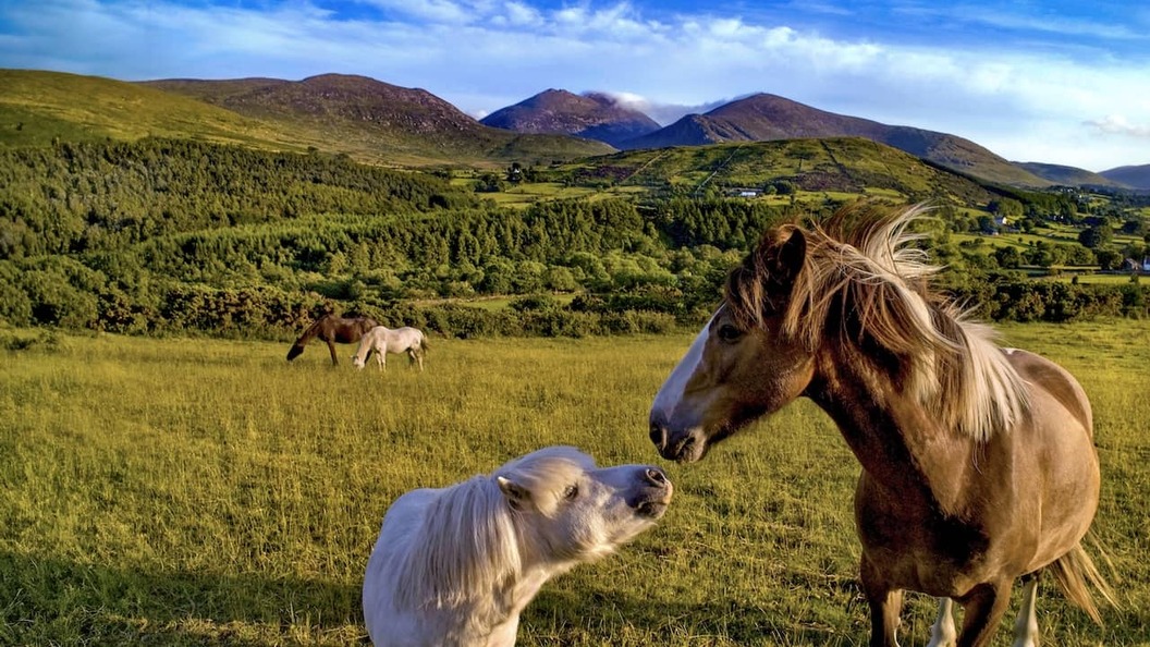 Des chevaux sauvages paissent dans la campagne verdoyante avec les montagnes de Mourne qui s'élèvent à l'horizon dans le comté d'Armagh.