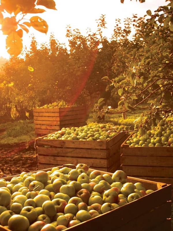 Harvested Armagh Bramley apples in wooden crates at sunset in a County Armagh orchard.