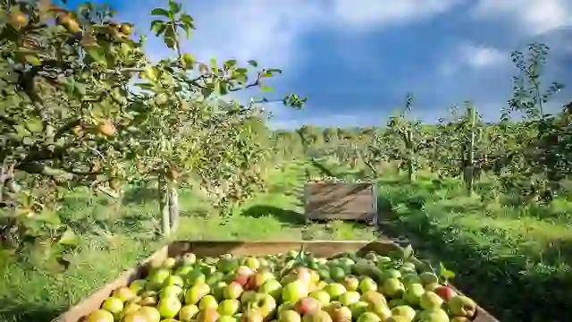 Verger de pommiers dans le comté d'Armagh avec des pommes fraîchement récoltées dans des caisses en bois parmi les arbres fruitiers.