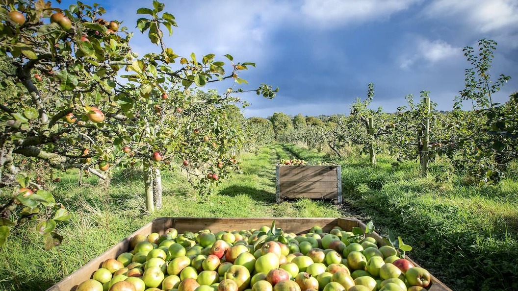 Verger de pommiers dans le comté d'Armagh avec des pommes fraîchement récoltées dans des caisses en bois parmi les arbres fruitiers.