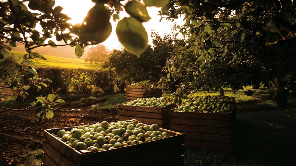 Wooden crates filled with apples beneath orchard trees in County Armagh at sunset.