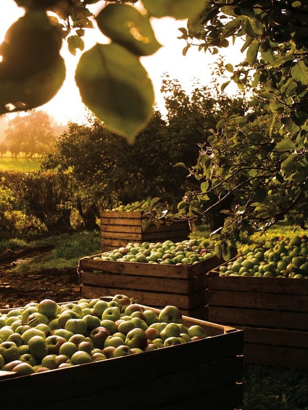 Wooden crates filled with apples beneath orchard trees in County Armagh at sunset.